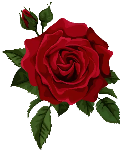 عکس پی ان جی با طرح جدید گل رز قرمز برای ساخت کلیپ 