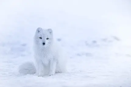 زیباترین عکس پروفایل روباه ناز سفید برفی باکیفیت HD مناسب لپ‌تاب