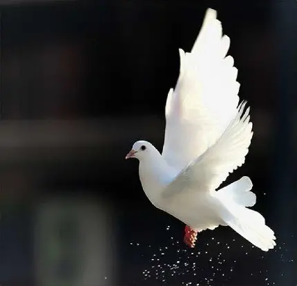 عکس پروفایل کبوتر سفید با بال‌های درخشان باکیفیت عالی خاص تلگرام