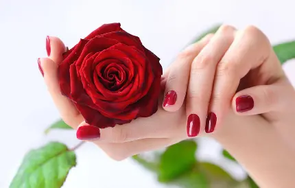 والپیپری هنرمندانە از گل رز قرمز در میان دو دست مناسب تلگرام