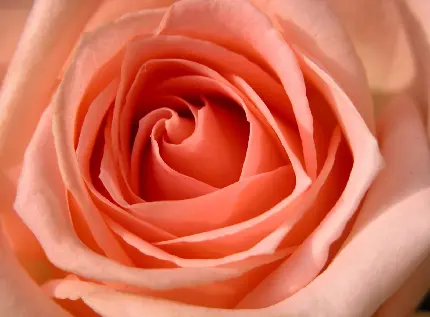 والپیپر استثنایی از گل رز زیبا به رنگ هلویی با کیفیت 8K