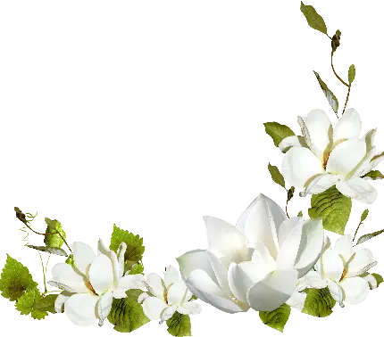 گل زیبای سفید در یک نمای گرافیکی رویایی برای کلیپ