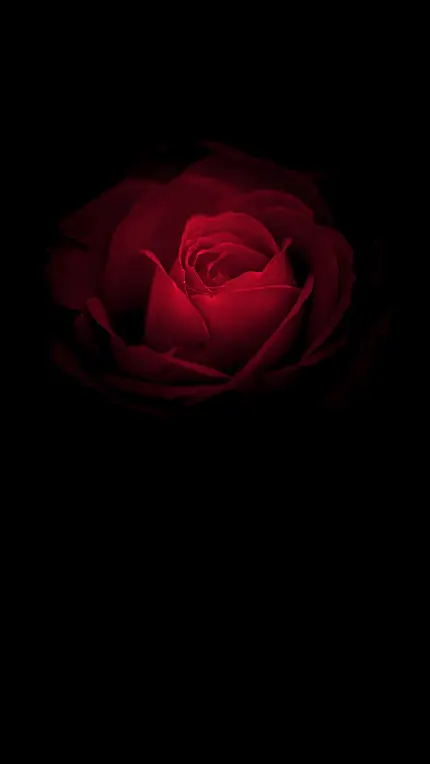 گل رز قرمز برای بک گراند گوشی آیفون و اندروید