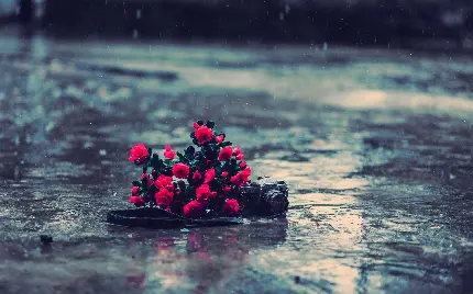عکس عاشقانه جذاب از گل افتاده روی زمین زیر باران 