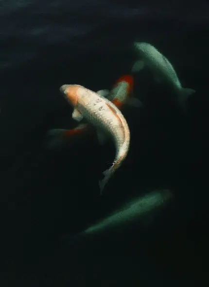 والپیپر ماهی کوی یک ماهی پرخور ژاپنی برای زمینه چت واتساپ