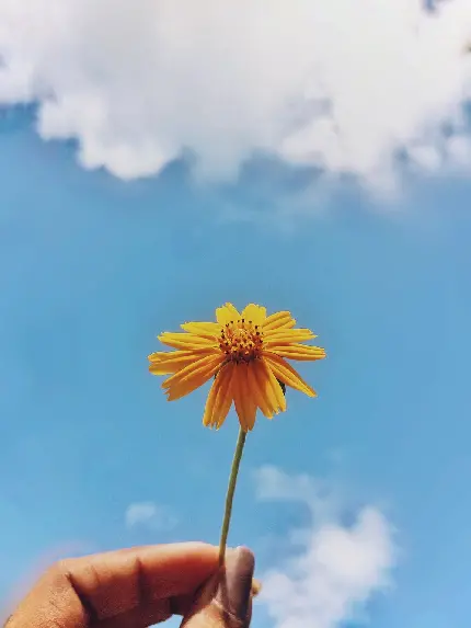 عکس گل میخک زرد در دست مناسب بک گراند موبایل