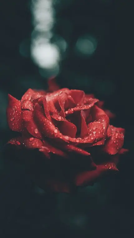 والپیپر با تم کدر و عاشقانه با طرح گل رز قرمز جذاب
