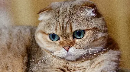 عکس پرطرفدار از گربه ناز و چشم آبی مخصوص اینستاگرام 