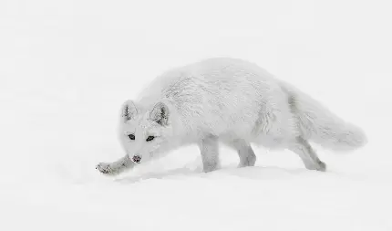 بک گراندی جذاب از روباه سفید قطبی مناسب لپ تاپ