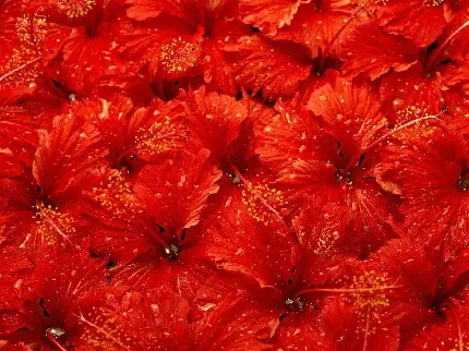 جدیدترین تصویر زمینه قرمز گل های ختمی باران خورده با بهترین کیفیت