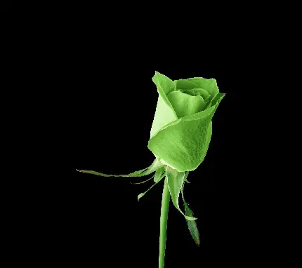 عکس زمینە مشکی از گل رز سبز رنگ ضعیف باکیفیت خوب
