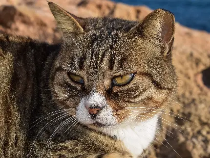 تصویر جالب توجه از گربه خوشرنگ با نگاه گیرا و خشمگین 