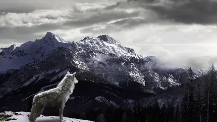 عکس جدید از گرگ سفید و وحشی تنها در کوه
