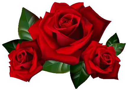 تازه ترین عکس گل قرمز برای ادیت با فرمت رایگان PNG 