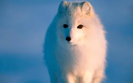تصویر روباه سفید قطبی قابل استفاده جهت بک گراند