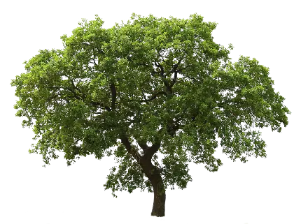 دانلود عکس دوربری شده با کیفیت درخت سرسبز با فرمت PNG 