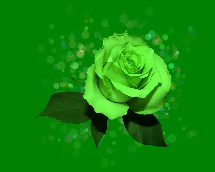 والپیپر جذاب گل رز سبز رنگ در زمینە سبز باکیفیت HD مناسب گوشی