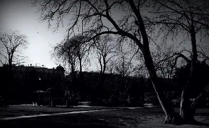 والپیپر غمگین و سیاه سفید با طرح جنگل برای ویندوز 11