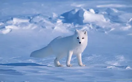 عکس فول اچ دی از روباه سفید قطبی در حال تماشا