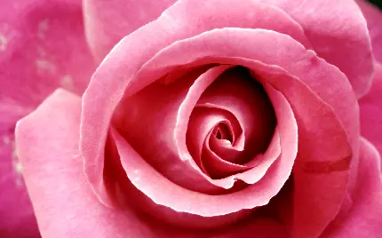 دانلود رایگان تصویر فوق العاده خوشگل از گل صورتی 
