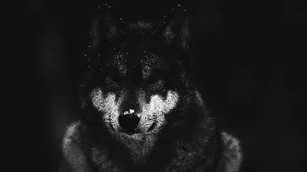 دانلود عکس زمینە تاریک و مبهم از گرگ دو رنگ سفید مشکی با دانە‌های ریز برف رویش