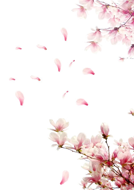 عکس دیجیتالی PNG از شکوفه های صورتی زیبا با زمینه خالی 