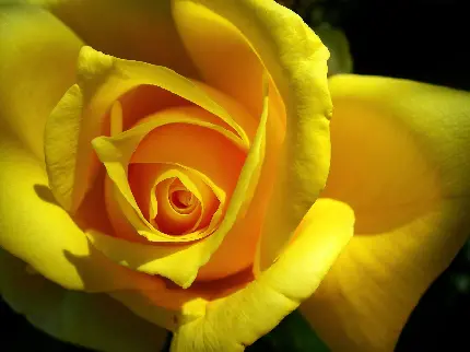 عکس استثنایی گل رز زرد برای پست عاشقانه اینستاگرام 