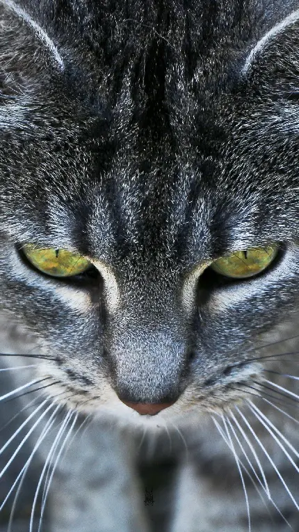 تصویر دهشتناک از نمای نزدیک از صورت گربه‌ای با چشمان سبز