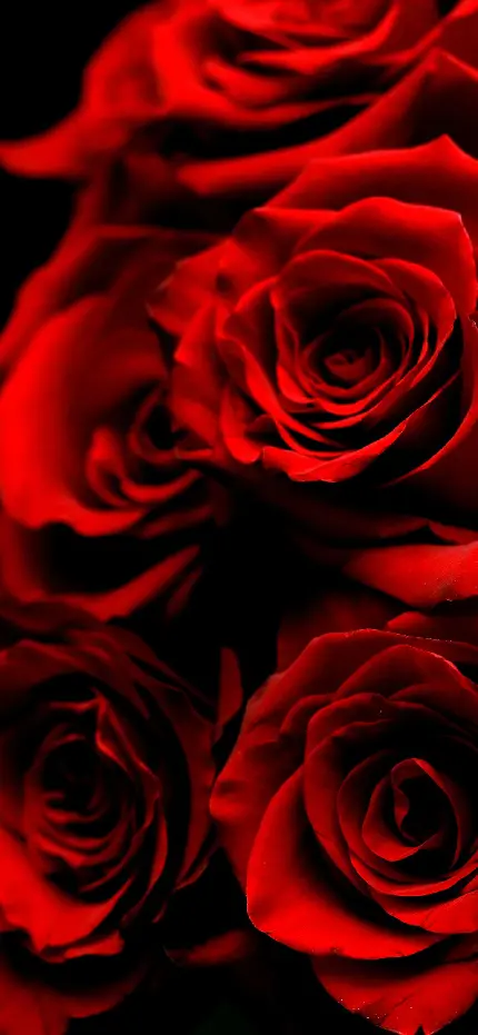 عکس جالب توجه از گل رز قرمز رنگ برای پروفایل تلگرام و واتساپ