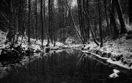 تصویر زمینه سیاه سفید رمزآلود از جنگل برای کامپیوتر 