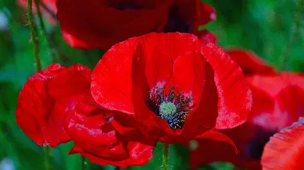 دانلود عکس زمینە هنری و زیبا از گل شقایق قرمز رنگ وحشی باکیفیت ناب