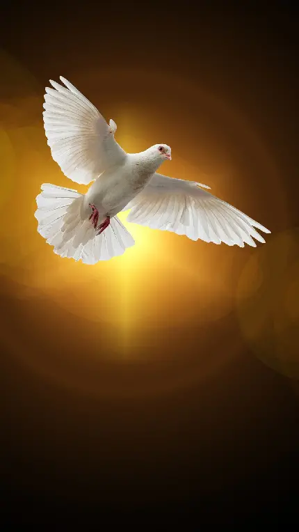 دانلود پوستر کبوتر سفید در حال پرواز در مقابل انوار طلایی خورشید