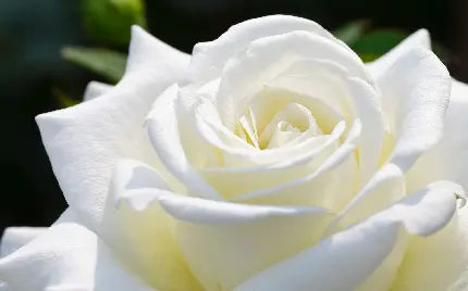 پس زمینە ناقص از گل رز سفید در مقابل تابش نور خورشید