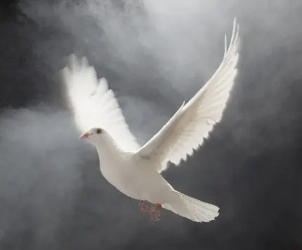 دانلود تصویر استوک کبوتر سفید بال گشوده در فضای خاکستری رنگ