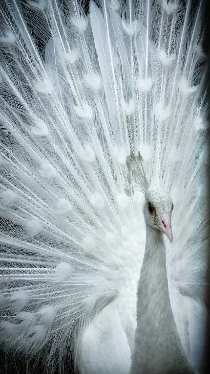 عکس پروفایل بسیار نزدیک و جذاب از طاووس سفید مناسب تبلت