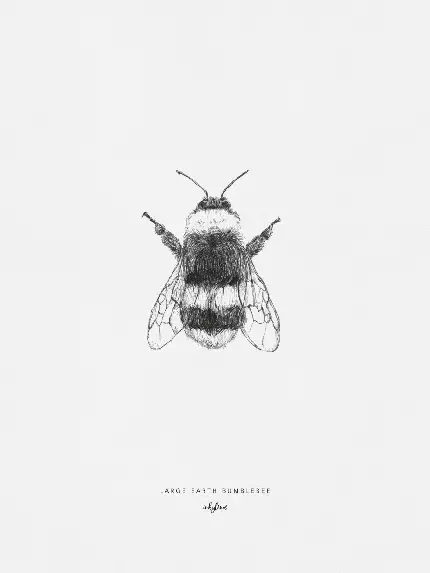وکتور تماشایی زنبور عسل با کیفیت Full HD برای نقاشی