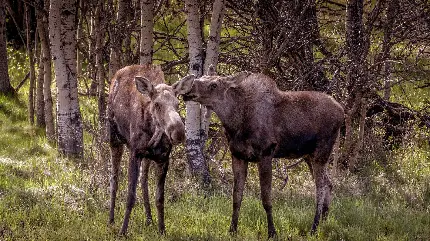 عکس بک گراند عجیب دو حیوان مجهول در جنگل باکیفیت HD