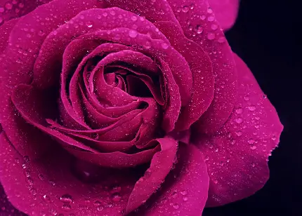 عکس زمینە دلپذیر از گل رز بنفش تزیین شدە با قطرات شبنم
