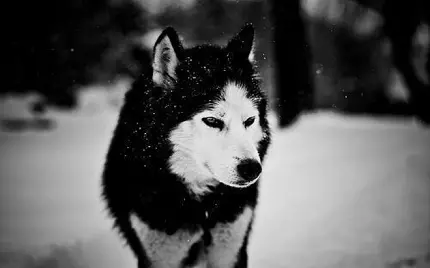 عکس پروفایل سیاە و سفید از گرگ سیاە در زمین پوشیدە از برف