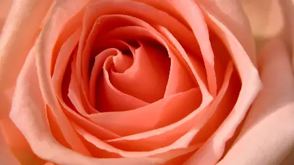 والپیپر منحصر به فرد از گل رز هلویی رنگ برای گوشی 