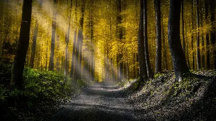 جاده جنگلی پرجلوه و پاییزی در یک نمای زیبا برای پست
