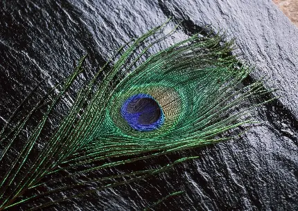 تصویر دیدنی و درخشان از پر طاووس با کیفیت 4k