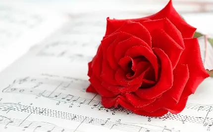 عکس پروفایل رویایی از گل قرمز روی نت موسیقی 