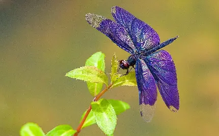 عکس سنجاقک زیبا روی گل بنفش