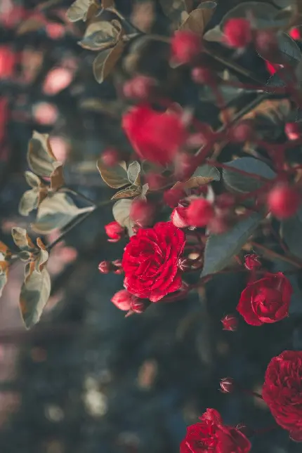 عکس زیبا از گل های رز قرمز و خوش فرم مخصوص زمینه گوشی