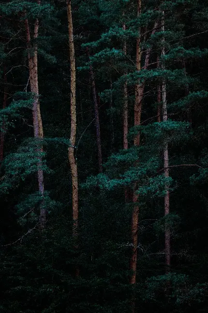 دانلود پس زمینه جنگل تاریک با درختان بلند و قد کشیده در شب