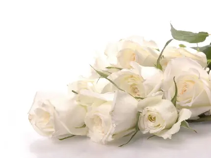 بک گراند باکلاس از گل رز سفید در اندازە‌های متنوع باکیفیت HD مناسب ویندوز