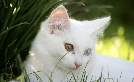 دانلود عکس استوک گربه سفید با چشم های متفاوت در جنگل