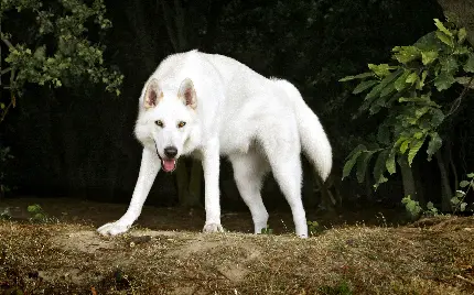 دانلود عکس گرگ سفید و وحشی در طبیعت با کیفیت HD 