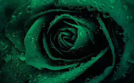 عکس استوک خوش منظر گل رز سبز با رنگ تیرە باکیفیت بسیار خوب